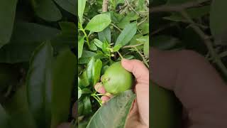 Lemon care tips and harvesting 🙂 #foryou #gardendelight #lemon #farming #india #waterleaves #farmer