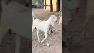 ماشااللہ بہت پیارا شوق ❤️#animals #yputube #viralvideo #typebeat #beautiful #youtubeshorts #animals