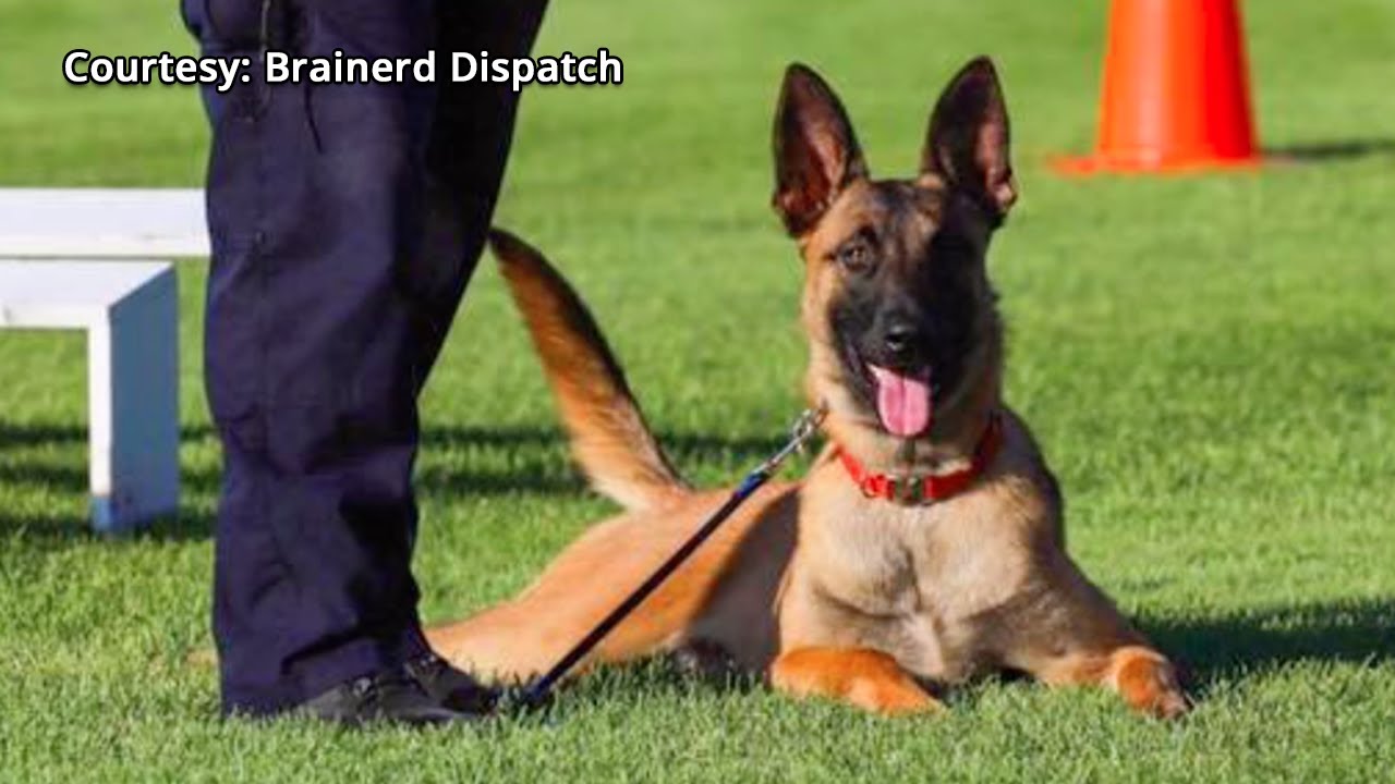 Baxter Police Department Retires K9 After Knee Injury YouTube