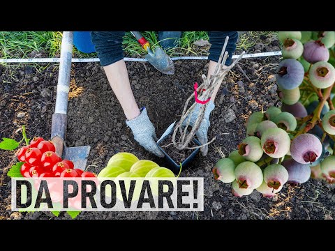 COME COLTIVARE PICCOLI FRUTTI: mirtilli, ribes, uva spina e corniolo
