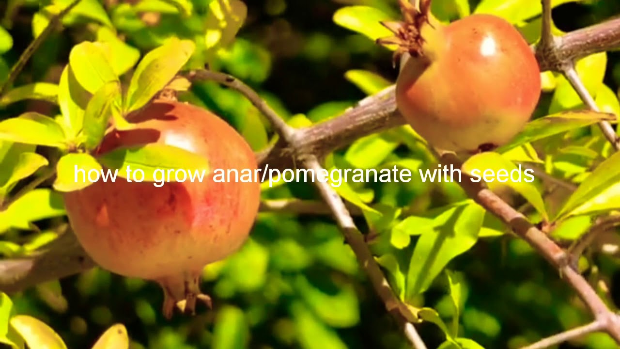how to grow pomegranate/anar with seeds/fast growing method with seeds ...