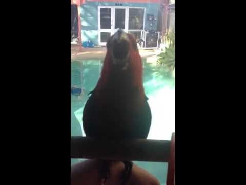 Baby Eclectus parrot training Baby Eclectus parrot training