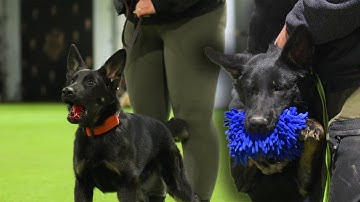 Puppy Protection Work with Hammer & Wasabi