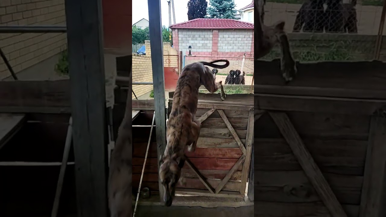 Greyhound, прыжок Вики  )