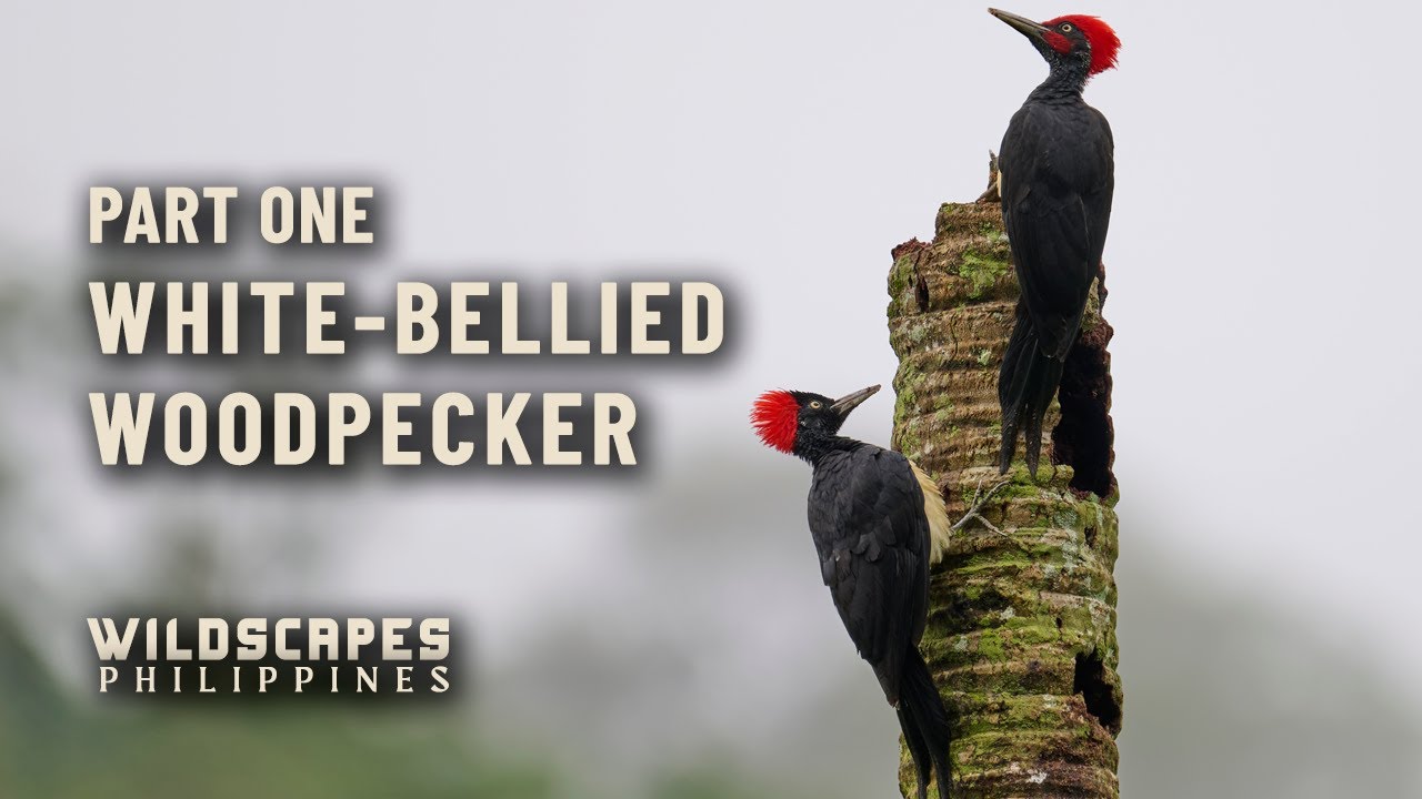 White-bellied Woodpecker Part 1