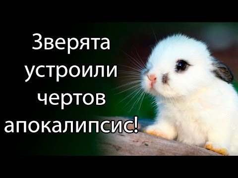 Зверята устроили чертов апокалипсис ! ( Anarcute )