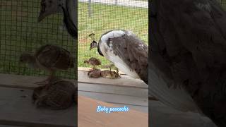 🦚 Baby peacocks 🦚