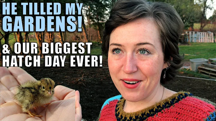 VLOG | Our Biggest Hatch Day Ever! Gardening, fenc...