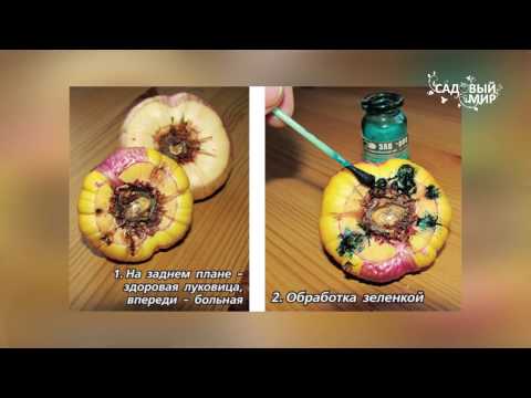 Как хранить ацидантеру  Душистый гладиолус