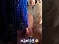 උදේට ගෙදර හබුන් කවා ගන්න වලි 🤭( අක්කට බත් කවනවට ඉරිසියාව ) 🤭🥴#shiney#relaxing #goldenretriever