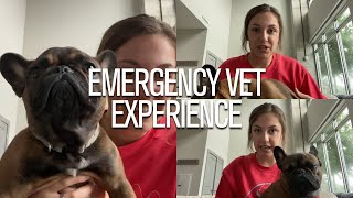 EMERGENCY Vet Experience | STORY TIME by The French Bullvlog 1,423 views 3 years ago 7 minutes, 23 seconds