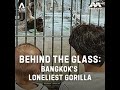 Bangkok’s Loneliest Gorilla: Global wildlife trafficking (Part 2)