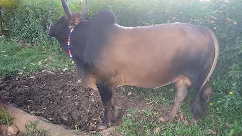 los peb saib nyuj ua si nawj