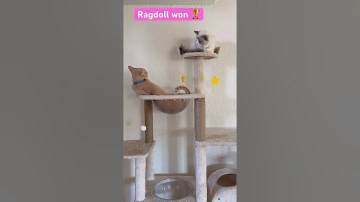 Video 11372341: tabby, cat kitten pets