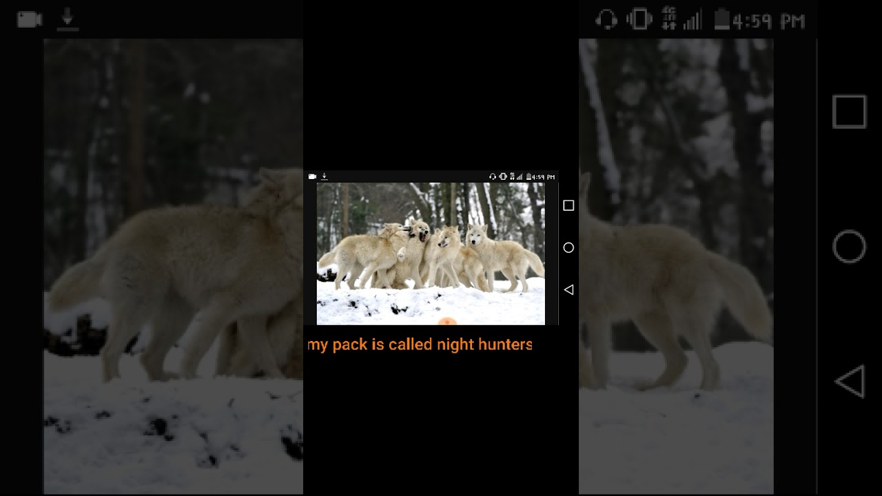 JOIN MY WOLF(therian) PACK PLZ YouTube