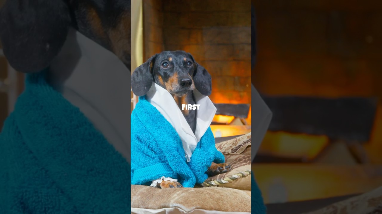 5 Things Dogs Know About You that You Don't! 🐶