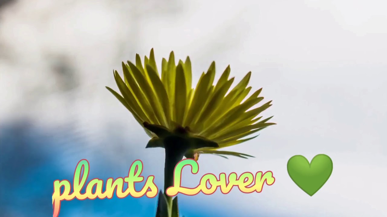 Malaysian mums/Chrysanthemum YouTube