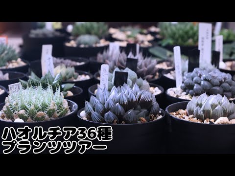 ハオルチア36種類の一挙紹介！【Haworthia Plant Tour】 - YouTube