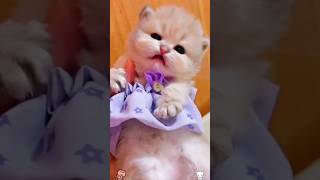 Cute little baby kitten sound  #shorts #kitten