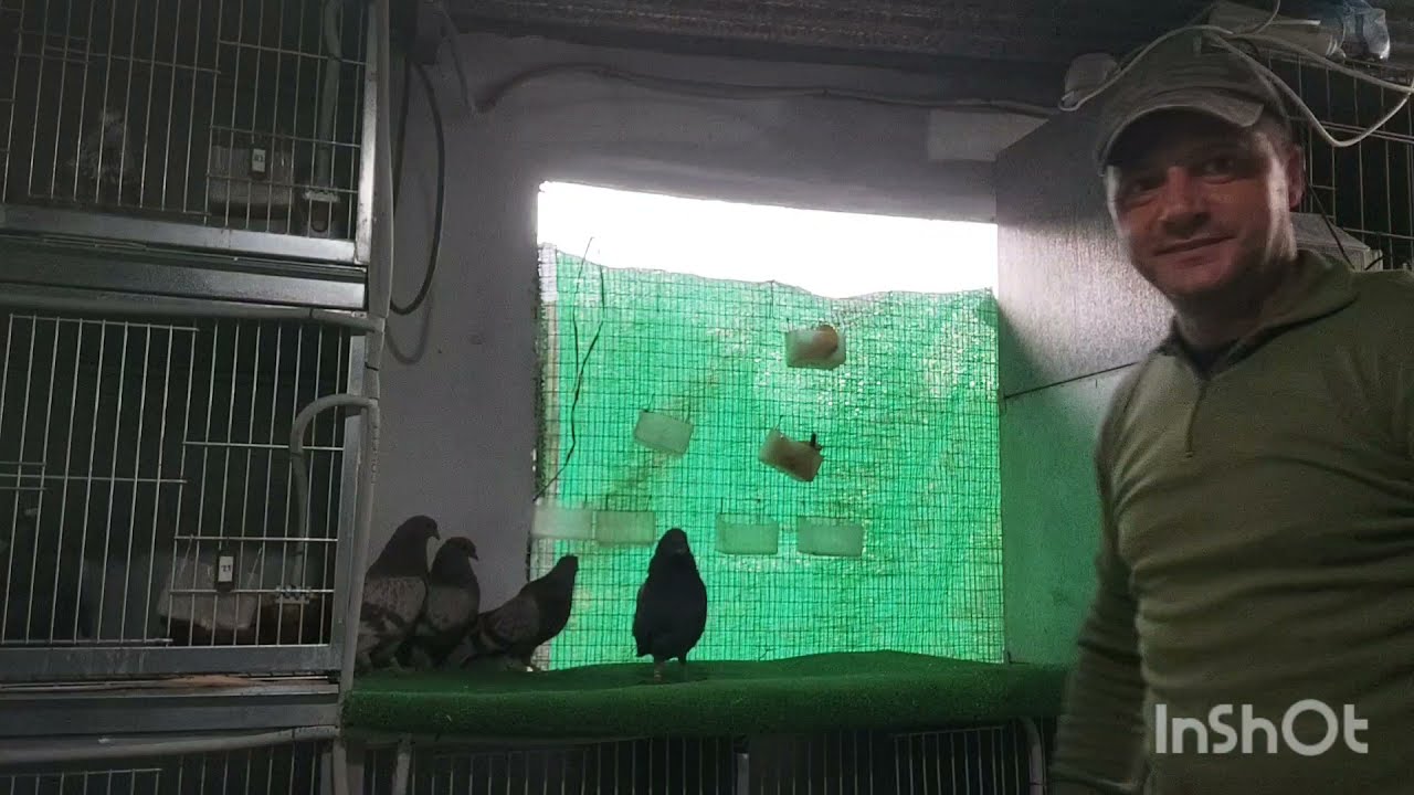 Resumen Pichones Buchones Veleños marzo 2021,baya 2019.