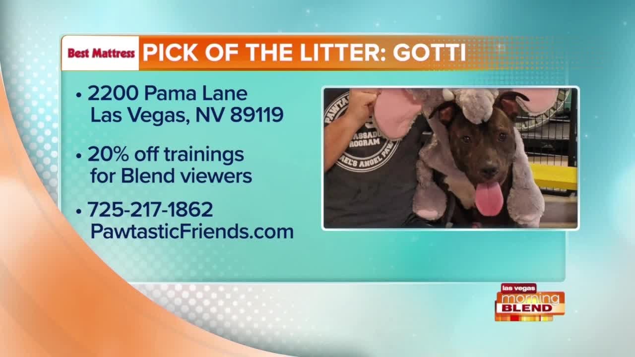 PICK OF THE LITTER Gotti! YouTube