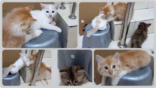 @cc.cutecats CUTE KITTENS : The Kittens Fight Over A Chair