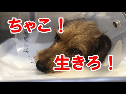 【生きろ！死ぬな！ちゃこ頑張れ！】命の危険 ミニチュアダックスフンドの女の子 緊急手術