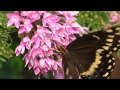 Black Swallowtail Butterfly at Brookgreen Gardens