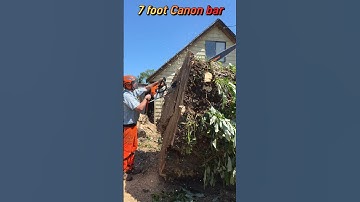 The Huge old poplar tree gets cut down.