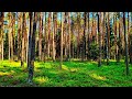 4K Forest Healing Sounds 🌲 Tranquil Birdsong & Deep Relaxation