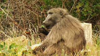 How Baboons Survive on the Edge of a City (4K Documentary)