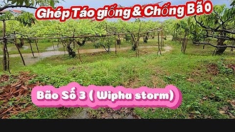 GHÉP TÁO MỚI VÀ CHỐNG BÃO SỐ 3 ( BÃO WIPHA) I NÚI ĐỒI LỤC NGẠN