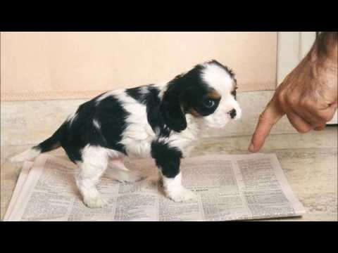 Video: Cómo elegir una mesa de aseo para perros que se adapte a sus necesidades