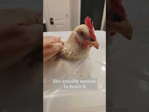Video: 3 sätt att bota en kyckling från äggbunden