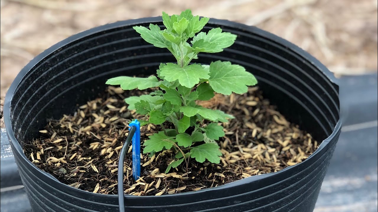 Cách trồng cúc mâm xôi Tết 2024 phần 3 - Tưới phân cử đầu tiên sau 3 ngày trồng