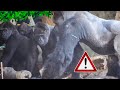 Haoko warns his females to chill. Toto hands Su over to Momoka #2/8 Gorilla UENO ZOO｜0328