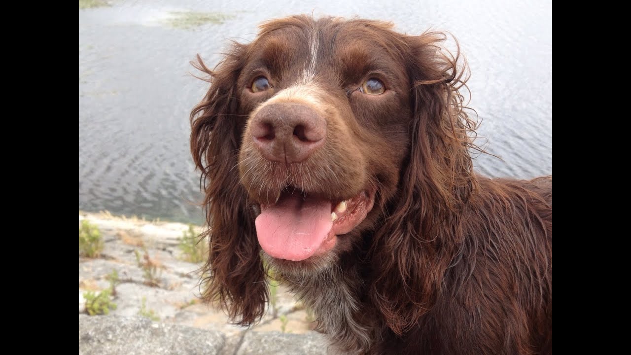 Working Cocker Spaniel in the Field with GoPro Hero 3 ...