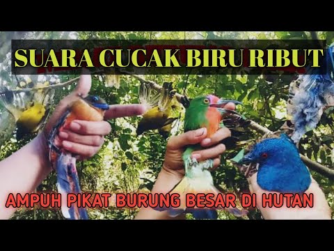 Suara pikat burung cucak biru jantan