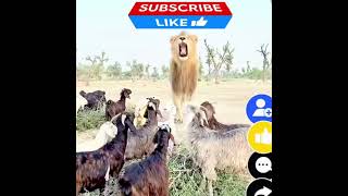 lion attack a goat #comedy#ai generated#shortsfeed#story
