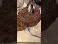 tomikkunet funny crazy seafood video😂😂😂|Tiktok the Best!! #shorts #TikTok