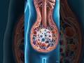 How Enzymes Work in Human Body 🧬 | 3D Animation #Shorts #3danimation