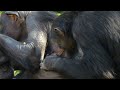 赤ちゃんとゴウちゃん（Baby and Go-chan）　よこはま動物園ズーラシア　チンパンジー　202310