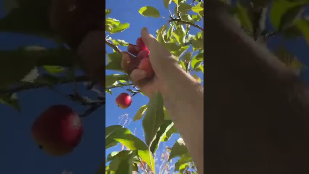 Foraging Wild Apples w/ the Foraging Bandanet