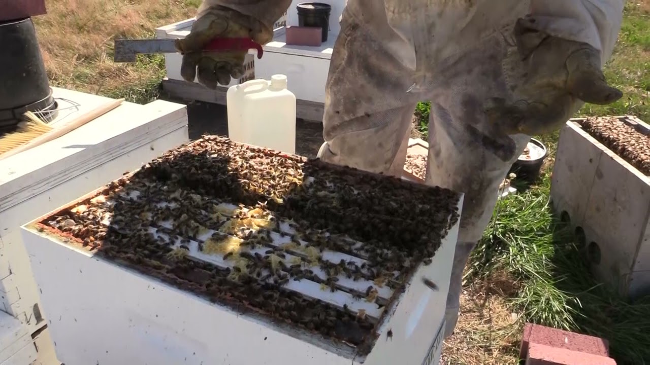 How to Graft and Make Queens - Part 2 - Stanwood Bee Company