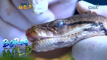 Born to be Wild: Releasing reticulated pythons back into the wild