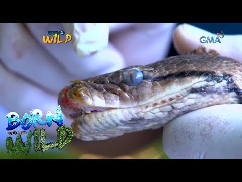 Born to be Wild: Releasing reticulated pythons back into the wild