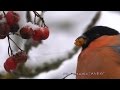 Снегирь (Pyrrhula pyrrhula) - Bullfinch | Film Studio Aves