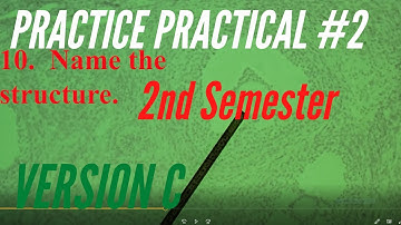 A&P PRACTICE PRACTICAL: 2nd Semester Practice Practical #2 Version C