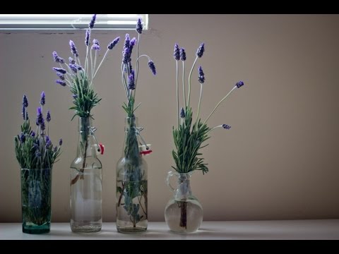 Benefits Of Growing Bonsai Plants In Your Home Mom Does Reviews