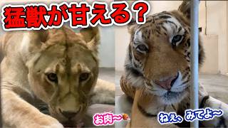 【釧路市動物園】個性爆発😂離れると声をあげるトラのあさま。音をたて呼ぶライオンフウ。放心状態のアキラ。そしてゆうひは？オリトファミリー娘/vol772.Spoiled lion＆tiger